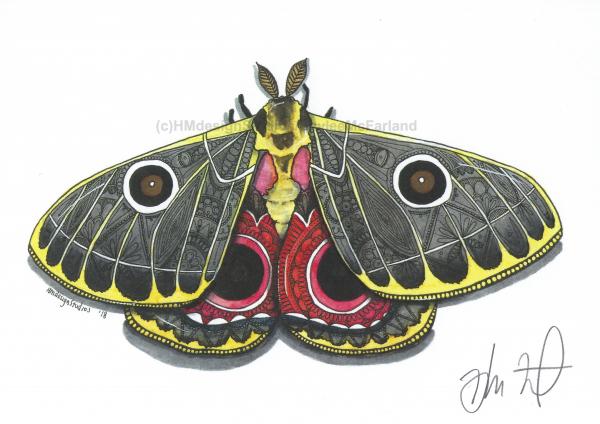 Moth Print, Watercolor and Pen and Ink, by Haylee McFarland