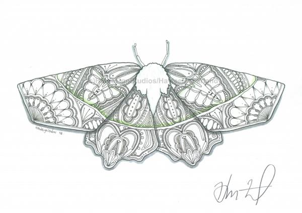 Moth Print, Watercolor and Pen and Ink, by Haylee McFarland picture