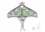 Luna Moth Print, Watercolor and Pen and Ink, by Haylee McFarland