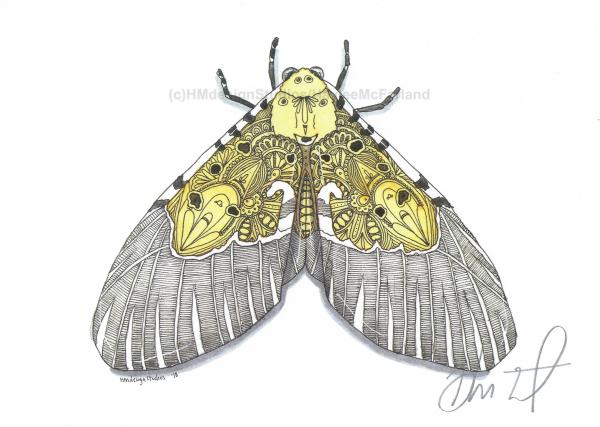 Moth Print, Watercolor and Pen and Ink, by Haylee McFarland picture