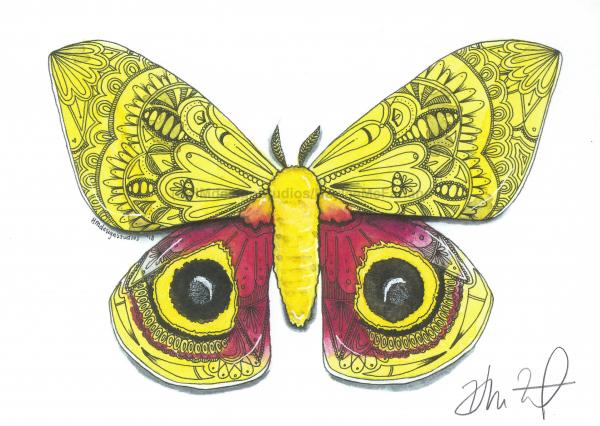 Moth Print, Watercolor and Pen and Ink, by Haylee McFarland picture