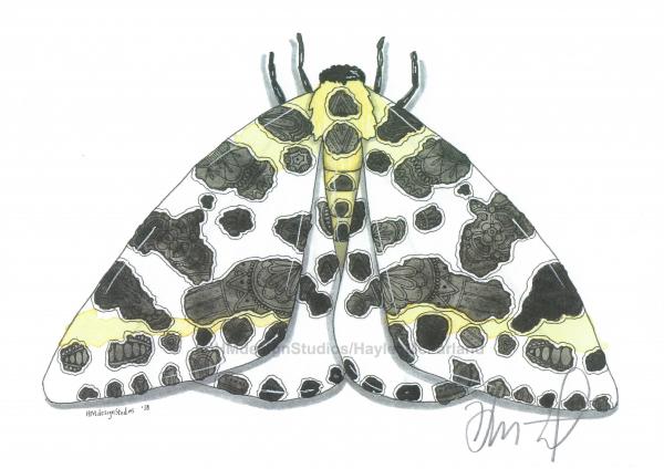 Moth Print, Watercolor and Pen and Ink, by Haylee McFarland