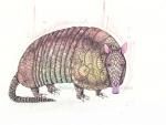 Peachy Armadillo Print, Watercolor and Pen and Ink, by Haylee McFarland