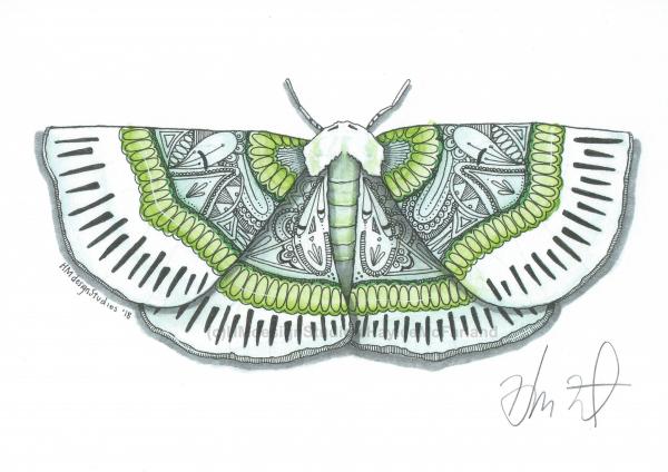 Lotaphora Admirabilis Moth Print, Watercolor and Pen and Ink, by Haylee McFarland