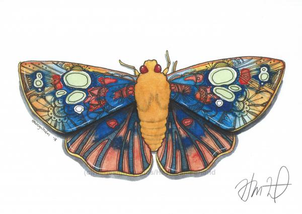 Ornate Dusk Flat Redeye Moth Print, Watercolor and Pen and Ink, by Haylee McFarland