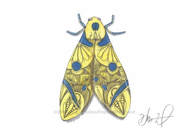 Moth Print, Watercolor and Pen and Ink, by Haylee McFarland picture