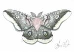 Polyphemus Moth Print, Watercolor and Pen and Ink, by Haylee McFarland