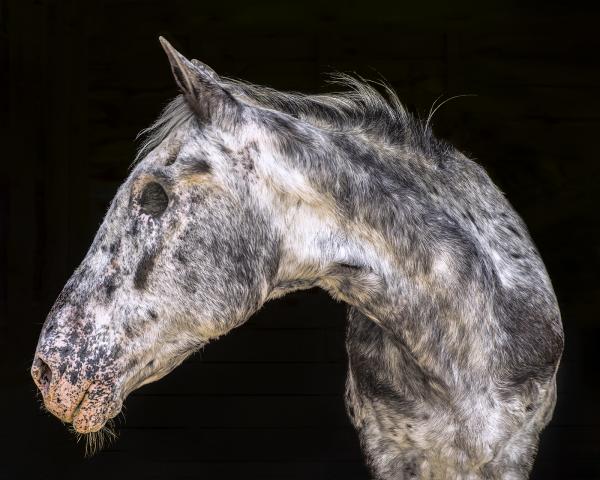 Buddy (Catskill Animal Sanctuary) picture