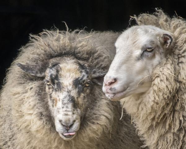 Scout and Zeke (Catskill Animal Sanctuary)