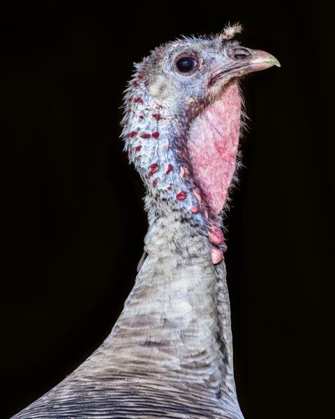 Grace (Catskill Animal Sanctuary)