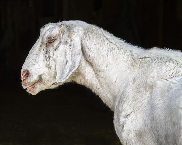 Lucia (Catskill Animal Sanctuary)