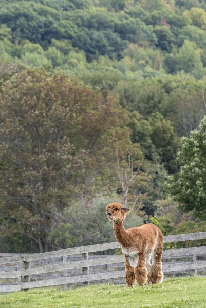 Jessica (Farm Sanctuary) picture