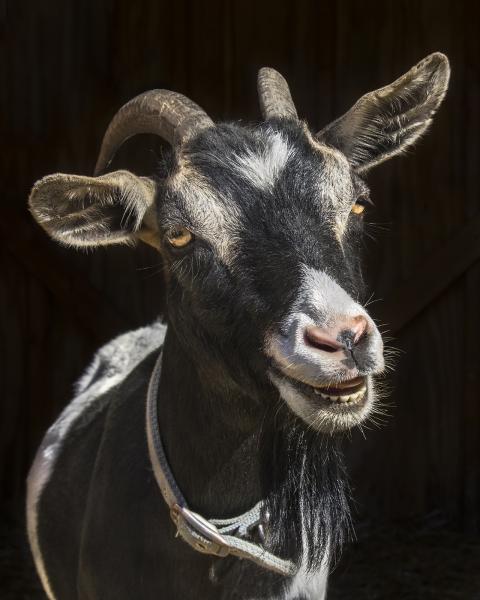 Jacqueline (Catskill Animal Sanctuary)