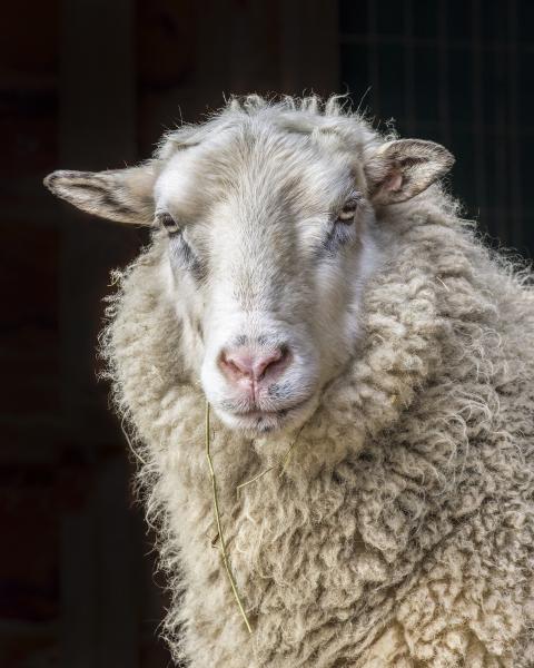 Zeke (Catskill Animal Sanctuary)