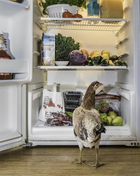 Cluckey at the fridge picture