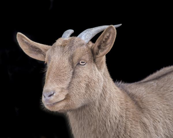 Violet all grown up (Catskill Animal Sanctuary) picture