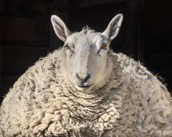 Clarice (Catskill Animal Sanctuary) picture