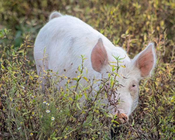 Omar (Catskill Animal Sanctuary) picture