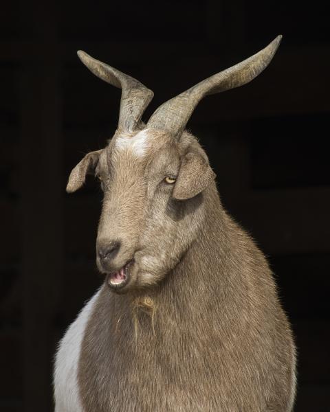 Sam #1 (Catskill Animal Sanctuary)