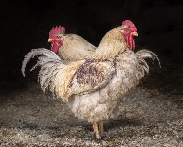 Freddie and Travis (Catskill Animal Sanctuary) picture