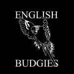 English Budgies