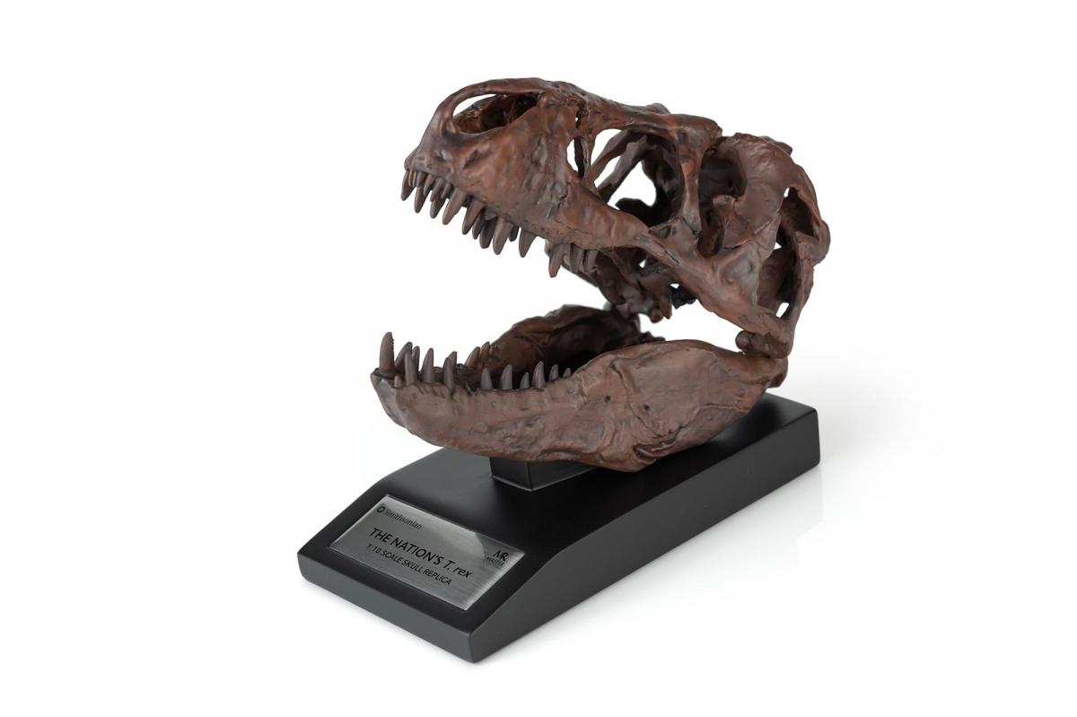 The Nation's T-Rex Skull Statue | 6-Inch Smithsonian Fossil Replica| 1:10 Scale picture