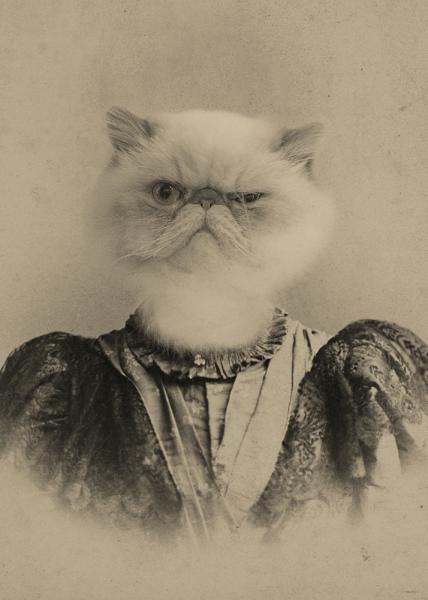 Polly Persian - 8x10 Print picture