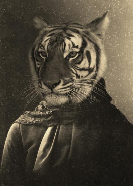 Tillie Tiger - 20x30 Canvas picture