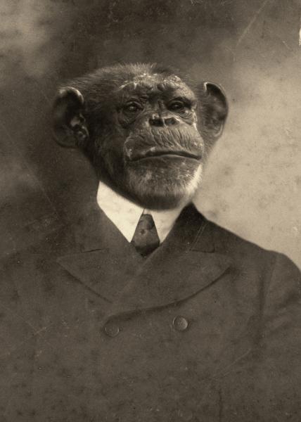 Chester Chimp - 8x10 Print picture