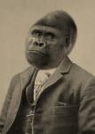 Gordon Gorilla - 8x10 Print