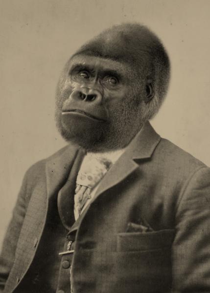 Gordon Gorilla - 8x10 Print