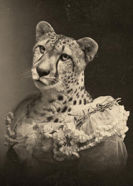 Chastity Cheetah - 8x10 Print