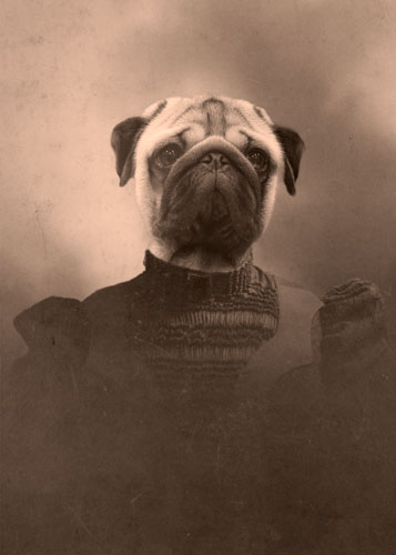 Percy Pug - 8x10 Print picture