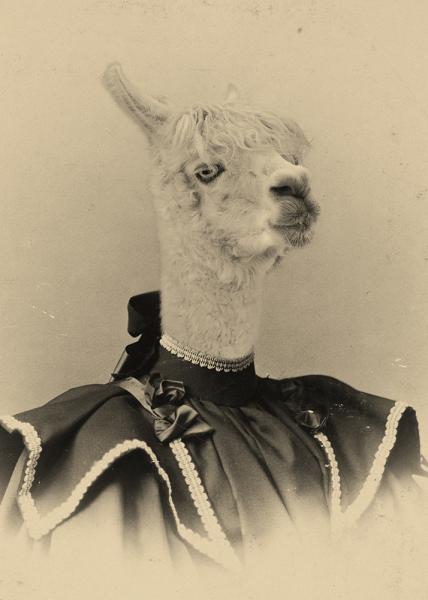 Allie Alpaca - 8x10 Print picture