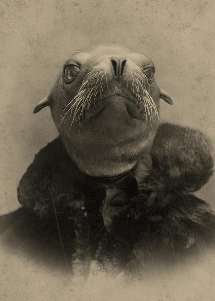 Selma Sea Lion - 20x30 Canvas picture