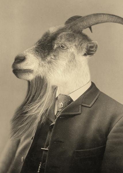 Goodell Goat - 8x10 Print picture