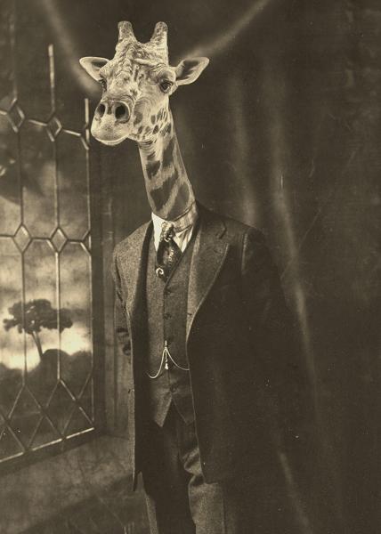 Gemmy Giraffe - 8x10 Print picture