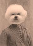 Becky Bichon - 8x10 Print