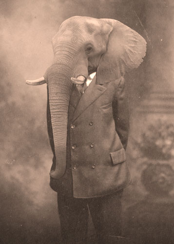 Ezer Elephant - 8x10 Print picture