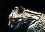 The Ocelot 11x14" Print