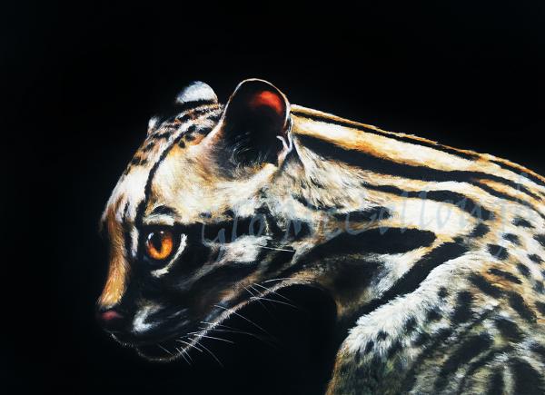 The Ocelot 11x14" Print picture