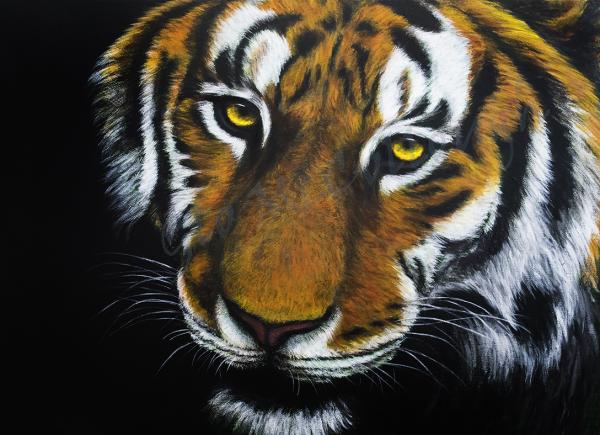 Fierce Tiger 11x14" Print picture