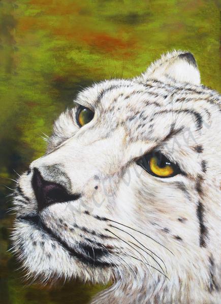Snow Leopard 11x14" Print picture