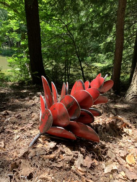 Red Pine Cone picture