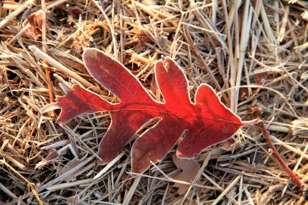 Frosted Oak - 8X10 Mat picture