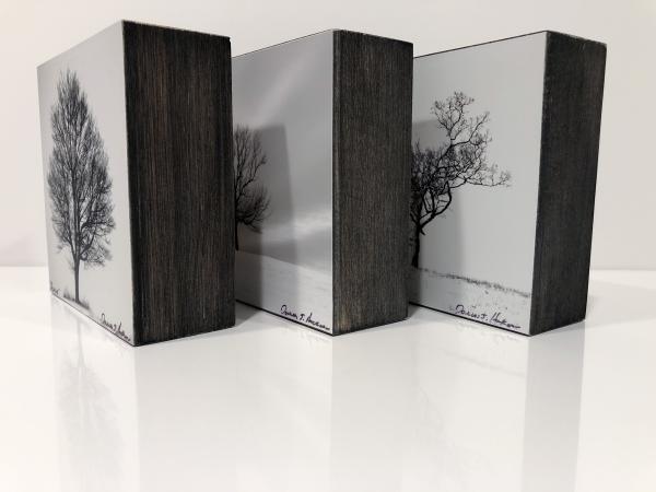 Three Trees - 4X4 Wood Panels picture