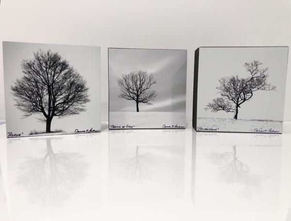 Three Trees - 4X4 Wood Panels picture