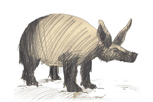 Aardvark