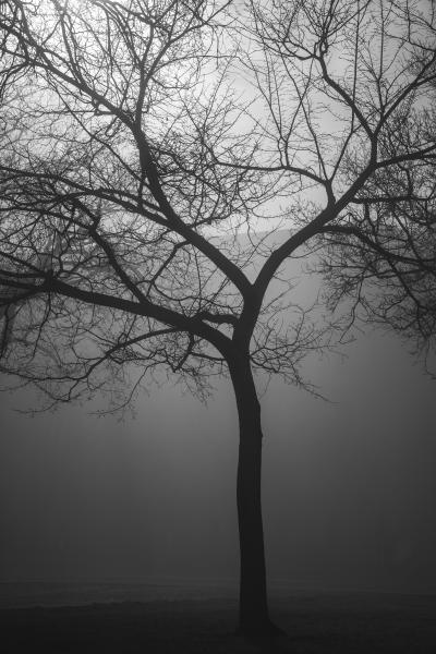 Eerie Tree