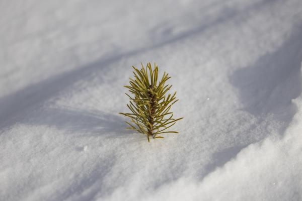 Little Pine that Could